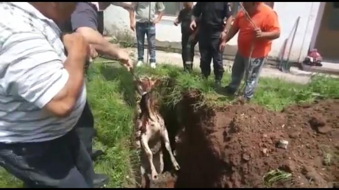 VIDEO - Salvare spectaculoasă a unei vaci care căzuse într-un canal