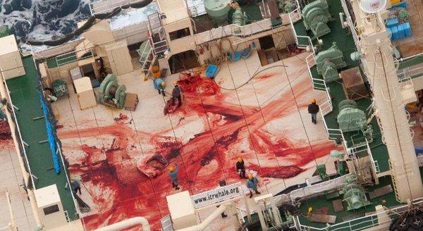 Japonia lansează o nouă campanie de vânătoare de balene