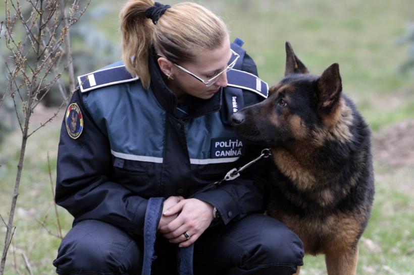 Cluj: Jandarmii vor folosi la Untold şi la Electric Castle câini antrenaţi pentru depistarea drogurilor şi a explozibililor