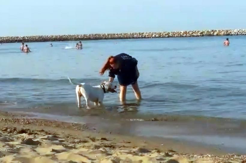 Cu pittbull-ul pe plajă. Legea interzice pesoanelor cu câini accesul pe plajă. Ce amendă riscă
