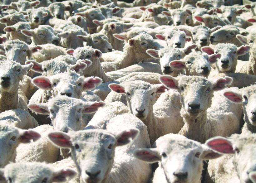 Israelul taie din nou importurile de animale din România