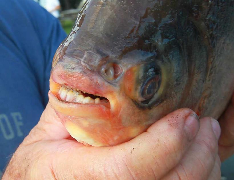 Un pește cu dinți umani, originar din America de Sud, a fost prins în Dunăre la Drobeta Turnu Severin