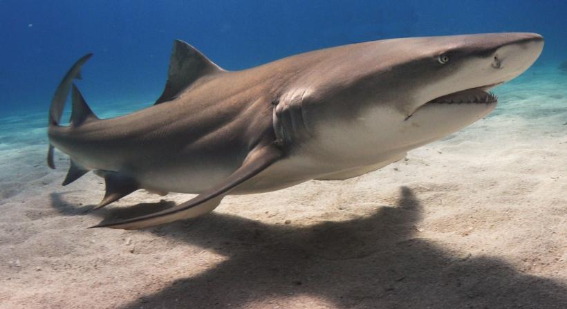 VIDEO - Un rechin a băgat spaima în turiștii din Mallorca