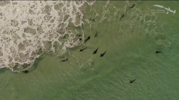 Drone dotate cu sirene pentru semnalarea prezenţei rechinilor, introduse în premieră în Australia