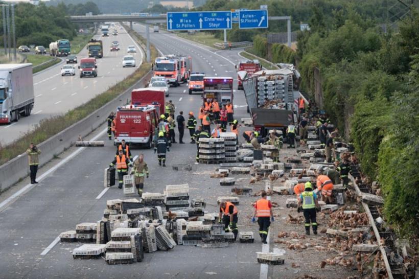 Câteva mii de găini au blocat o autostradă în Austria