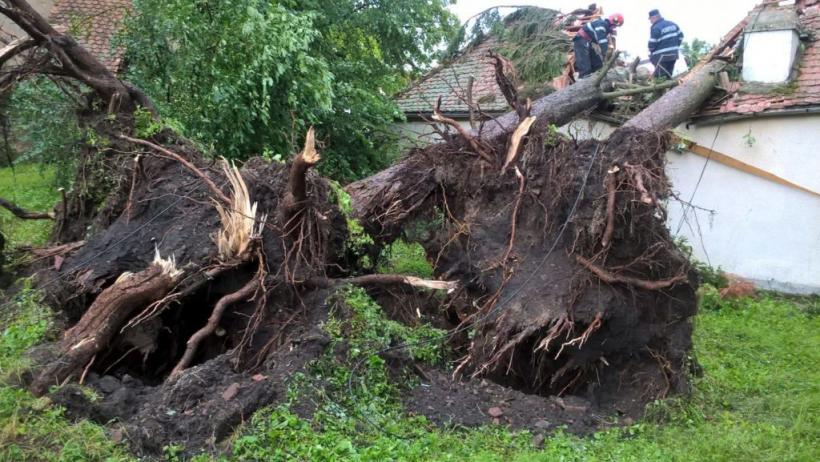 Vijelia din județul Sibiu a dărâmat mai mulți copaci