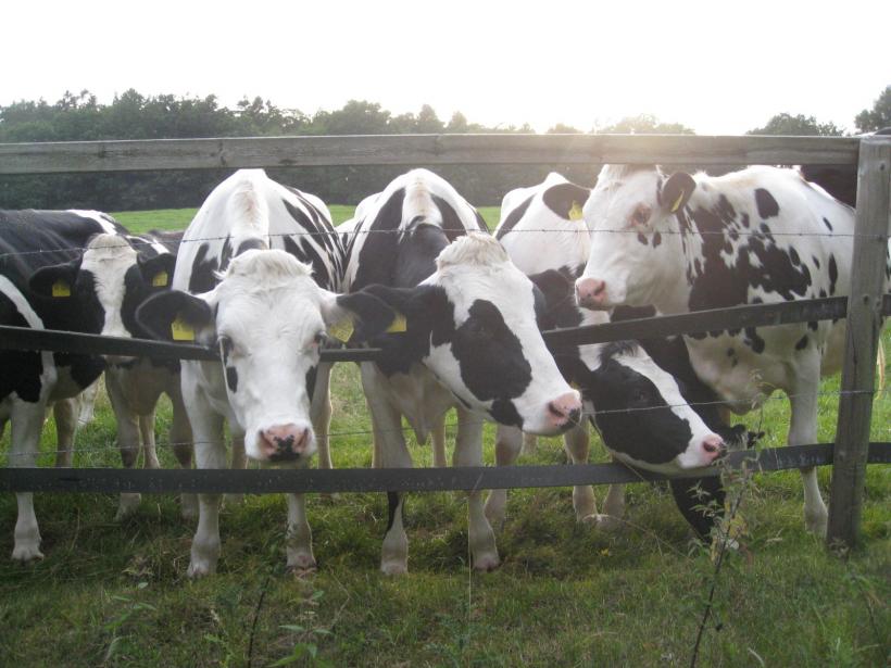 Primele vaci de lapte importate de Qatar au ajuns în Golf pe calea aerului