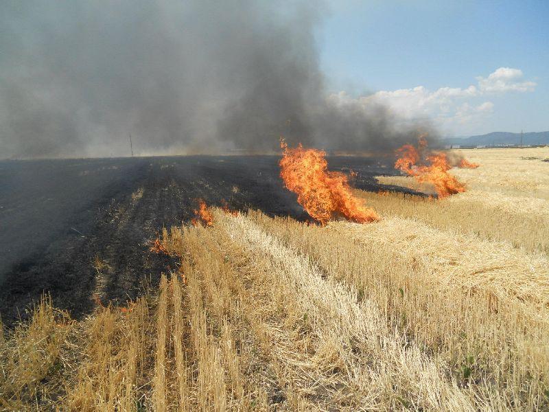 Buzău - Un lan de gâu a ars din cauza unui TIR care a luat foc