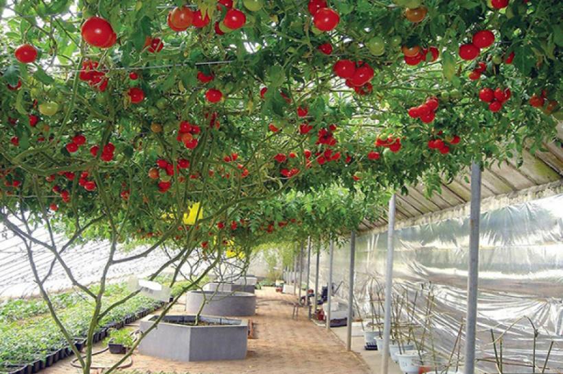 Roșia-pom de România. Soiul gigant de tomate care se cultivă și în țara noastră