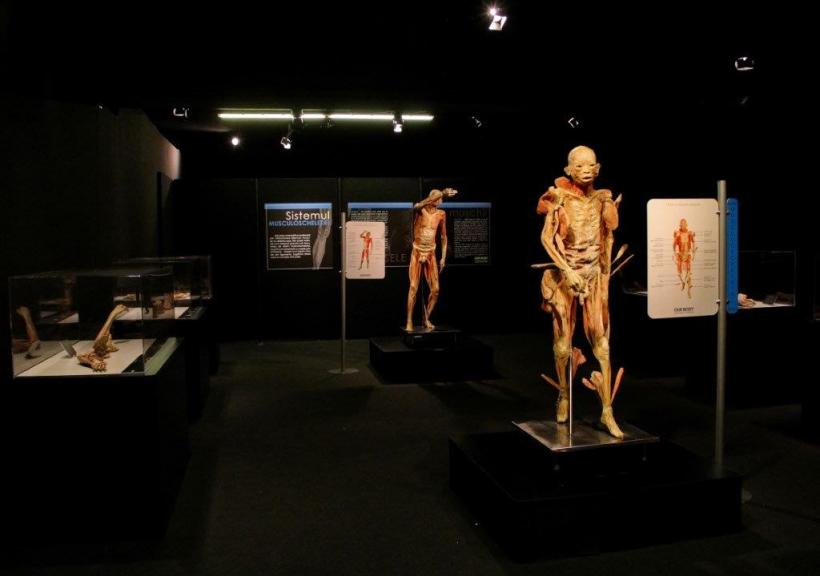 Universal Exhibition Group prezintă expoziția „OUR BODY: Universul Interior” în premieră la Constanța