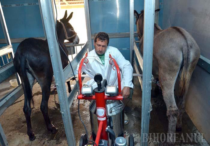 Afacere cu lapte de măgăriță în Bihor