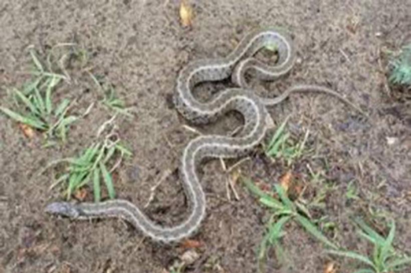 Invazie de șerpi și șopârle la Pianu de Sus și Strungari