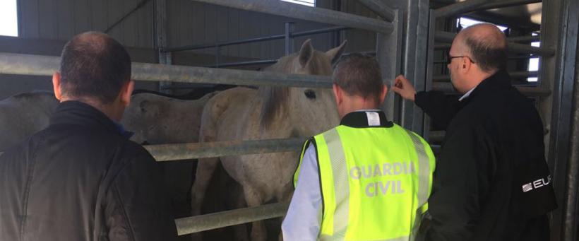 Rețea de traficanți de carne de cal, dezmembrată de Europol