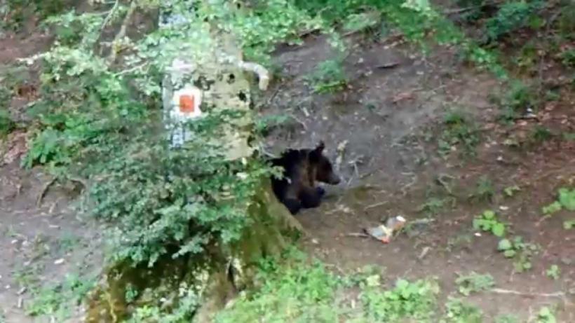 Prahova: Urs lovit de o maşină, la Buşteni; autorităţile recomandată evitarea deplasărilor în pădure, animalul poate fi rănit şi violent