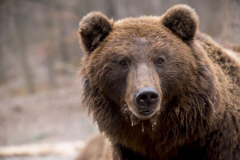 Turiștii din Prahova sfătuiți să nu urce pe traseele spre Bușteni din cauza unui urs