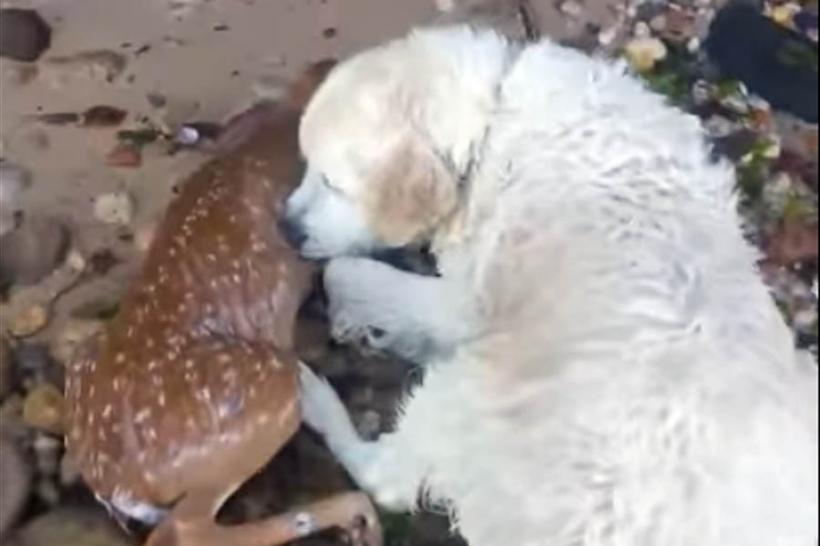 Video - Un câine a salvat un pui de căprioară de la înec