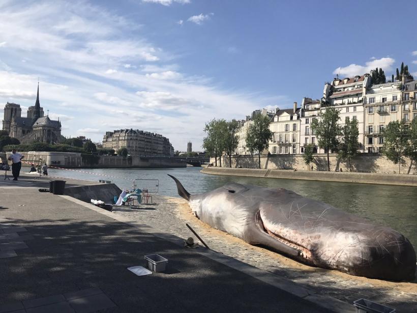 Șoc la Paris, o balenă a eșuat lângă catedrala Notre-Dame