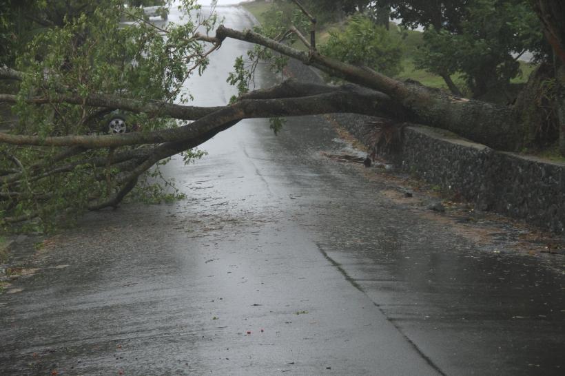 Brăila: Patru persoane rănite şi peste o sută de copaci doborâţi în urma furtunii
