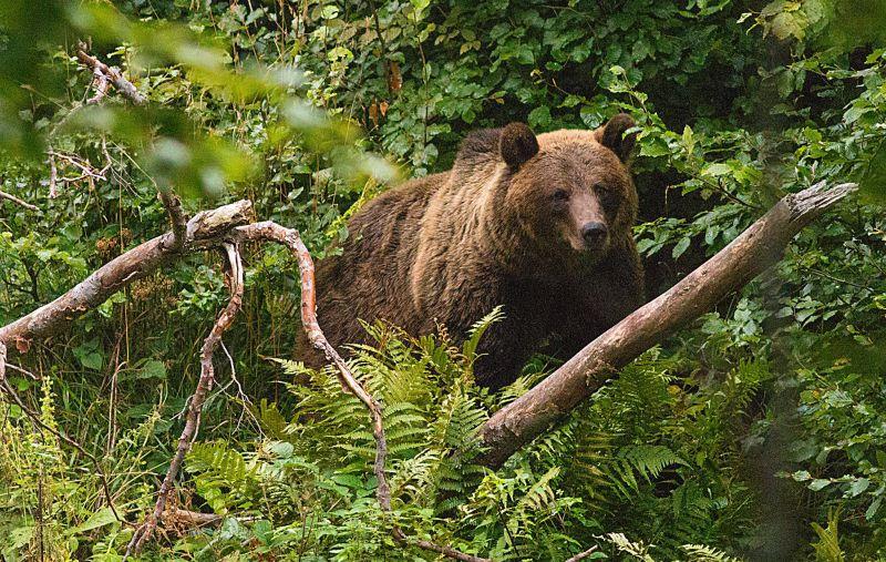 Prahova: Atac al unui urs la o stână din Comarnic