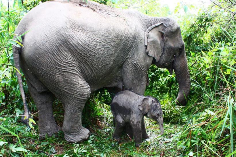 Zeci de elefanţi din Laos vânduţi ilegal la grădinile zoo din China