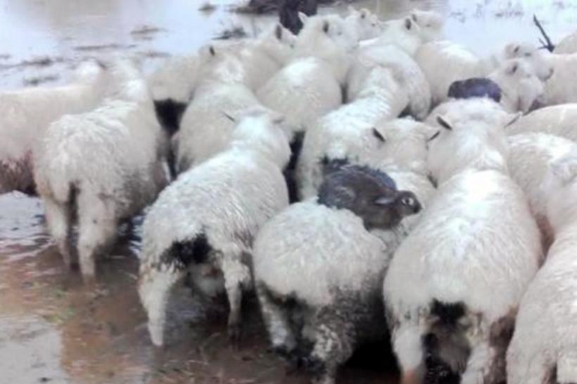 VIDEO - Un fermier neozeelandez a avut parte de o mare surpriză din partea unei turme de oi