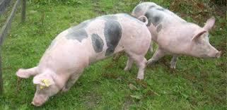 Alertă ANSVSA: Focar de pestă porcină africană în România; două gospodării din Satu Mare, afectate