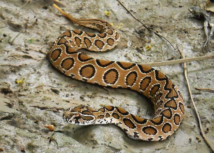 Maroc: Un îmblânzitor de șerpi marocan a fost mușcat de propriul șarpe