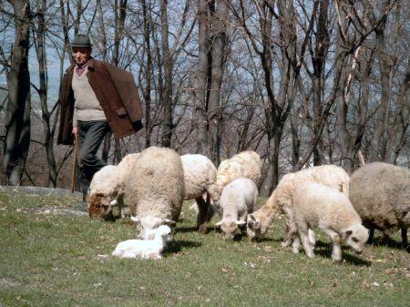 Iași: Un cioban a ajuns la spital cu răni grave după ce s-a înjunghiat din greșeală cu un cuțit