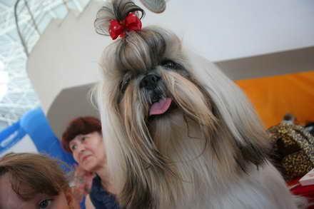 Bihor:Concurs de frumusețe canină cu peste 1500 de rase din peste 15 țări la Oradea