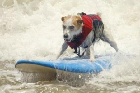 SUA: Zeci de câini s-au întrecut la o competiție anuală de surfing din California 