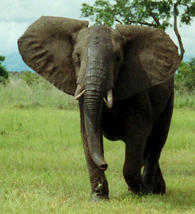 Un elefant care a omorât 15 oameni riscă să fie împușcat