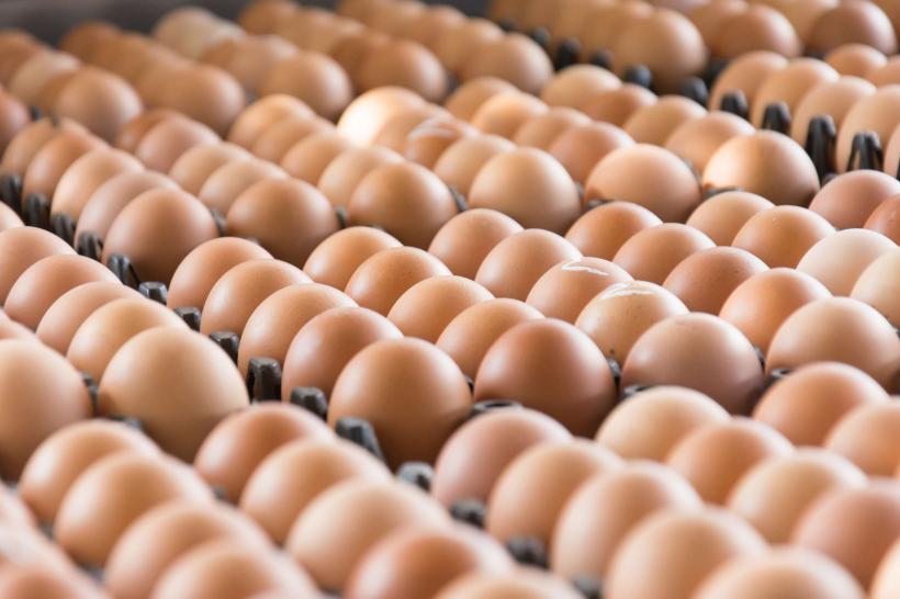 15 țări europene în scandalul „ouă contaminate”. Ancheta se extinde și în Asia