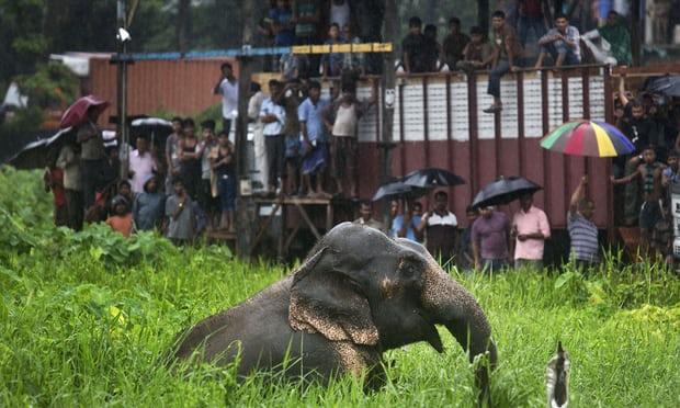 India: Un elefant care a omorât 15 persoane, căutat de echipe de rangeri care au primit permisiunea să-l ucidă