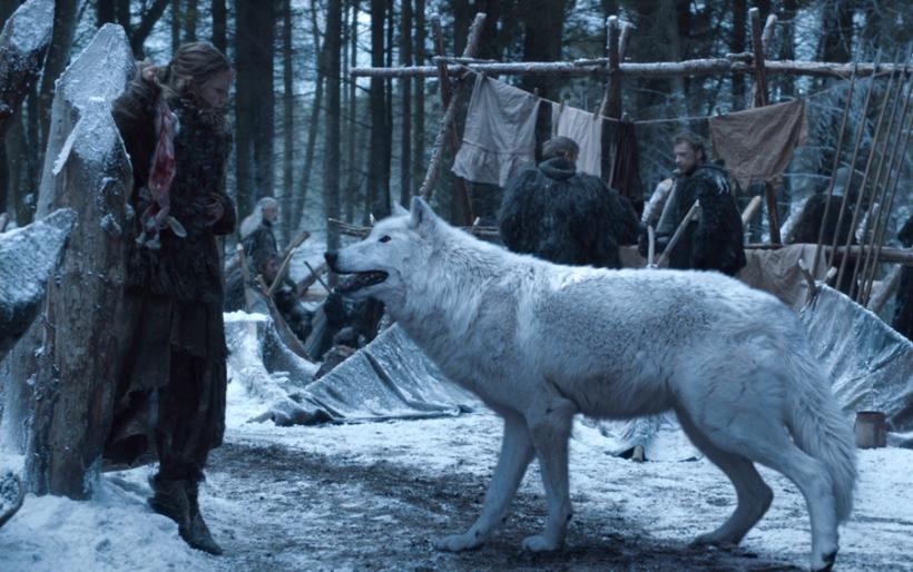 Numărul câinilor husky abandonați a urcat vertiginos în SUA după lansarea serialului Game of Thrones
