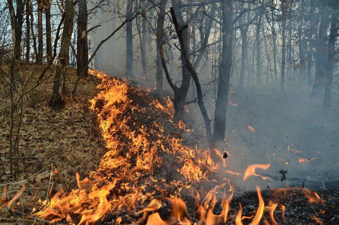 Incendiu de proporții într-o pădure din Olt