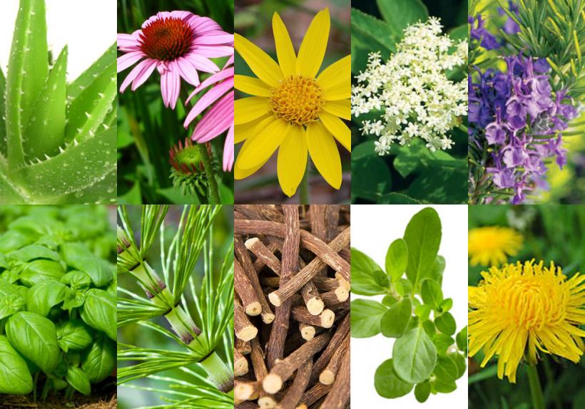 Care sunt plantele care ne ajută să ne întărim sistemul imunitar