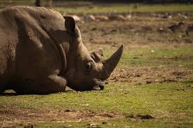 15 rinoceri dintr-o specie rară uciși într-o inundație