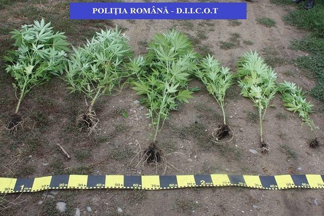 Polțiștii din Covasna au arestat doi tineri care cultivau canabis