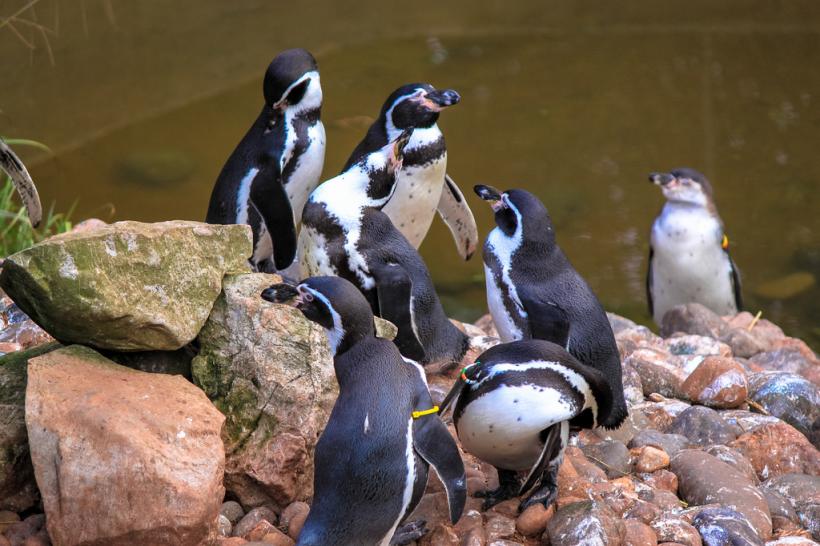 Chile respinge un proiect miner de 1 miliard de dolari pentru a proteja colonia de pinguini Humboldt
