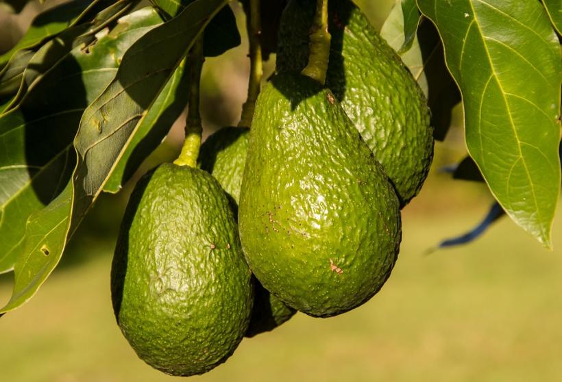 Hoţii de avocado din Noua Zeelandă vând fructele furate pe Facebook