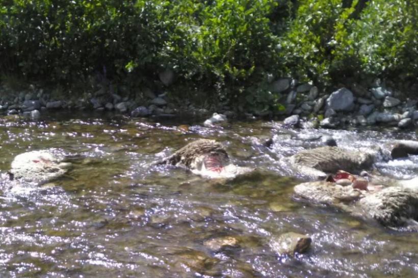 Risc major de infecție la Hunedoara. Cadavre în descompunere, găsite în apa râului Jieţ!