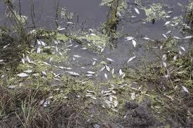 Imagini halucinante pe pe Lacul Morii din Capitală! Mii de peşti morți plutesc pe apă