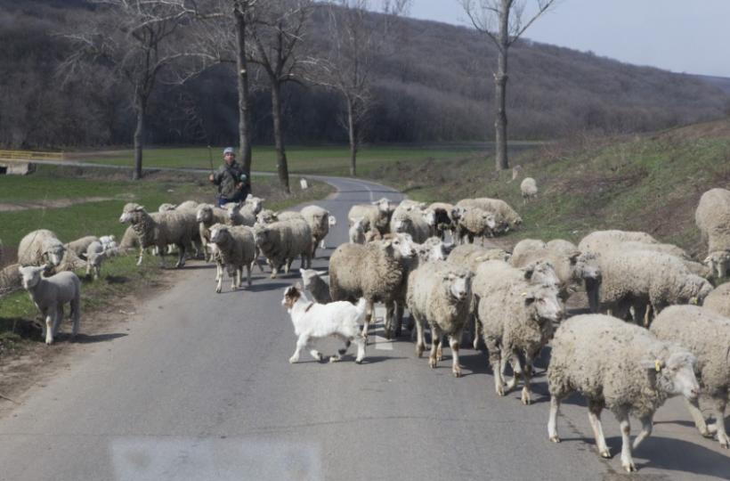  Scene șocante! Un cioban a fost spulberat cu tot cu turma de oi pe şosea, de un tânăr care a fugit de la locul accidentului
