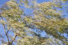 Arbori doborâți de vânt. Circulație afectată pe mai multe drumuri