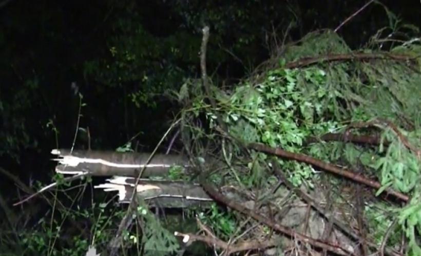 Furtună ucigaşă în Harghita! Un bărbat şi-a pierdut viaţa, izbit în plin de un copac doborât de vijelie