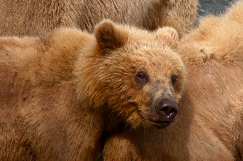 Buzău: Pui de urs îndepărtat de jandarmi dintr-o gospodărie din Mânzăleşti