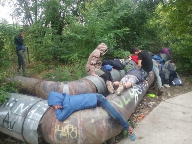 VIDEO - 15 migranți proaspăt intrați ilegal în România, s-au instalat în Parcul Botanic din Timișoara