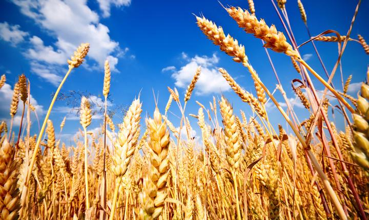 Rusia vrea să subvenționeze transportul feroviar pentru a urgenta exporturile de cereale