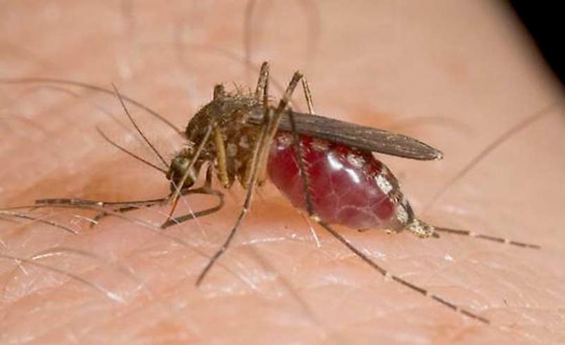 Alertă medicală în România! Zeci de oameni au fost infectați cu virusul West Nile!