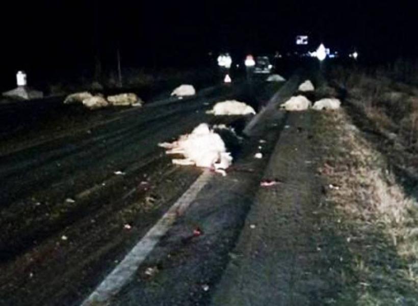  Carnagiu pe șosea! Un cioban și turma lui au murit după ce un şofer beat a intrat cu mașina în ei